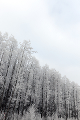 Image showing Winter forest, frost