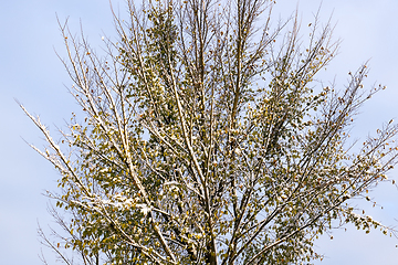 Image showing young forest in winter