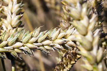 Image showing Wheat growing on a farm