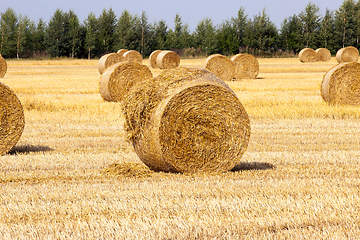 Image showing golden straw bale