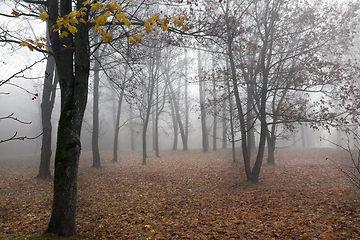 Image showing autumn