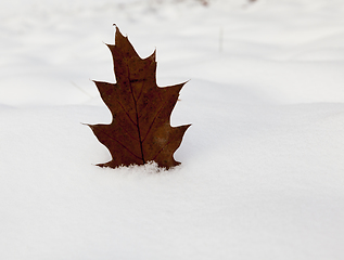 Image showing Winter season