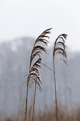 Image showing Winter time of the year