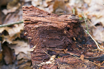 Image showing tree trunk