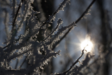 Image showing Hoarfrost on the branches of a tree