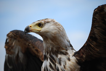 Image showing eagle