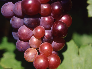 Image showing grapes