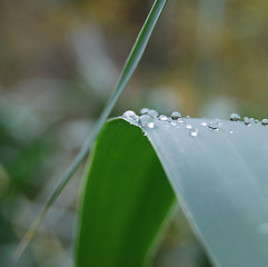 Image showing dew drop