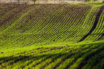 Image showing Winter crop field