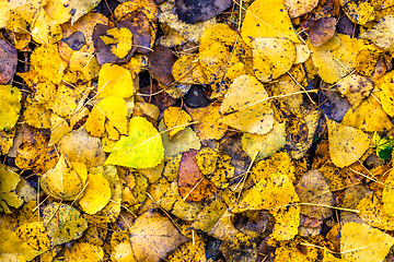 Image showing Autumn leaves background