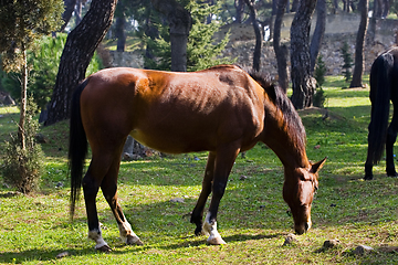 Image showing Young horse