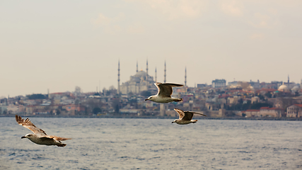 Image showing Seagulls flying in a sky with a mosque at the background