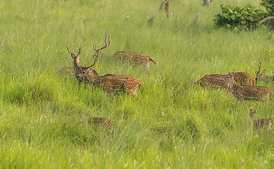 Image showing Sika or spotted deers herd in the elephant grass