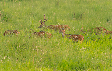 Image showing Sika or spotted deers herd in the elephant grass