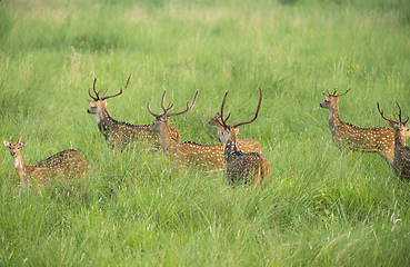 Image showing Sika or spotted deers herd in the elephant grass