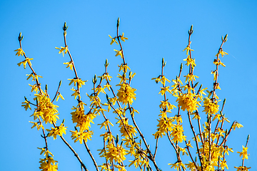 Image showing Yellow flowers bush on background of blue sky.