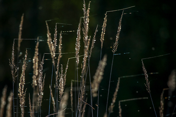 Image showing Grass on dark river background.