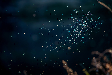 Image showing Flying insects on dark river background.