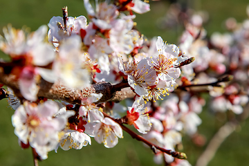 Image showing Apricot tree flowers in spring season.