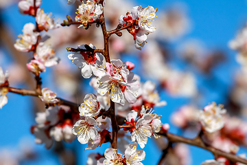 Image showing Apricot tree flowers in spring season.