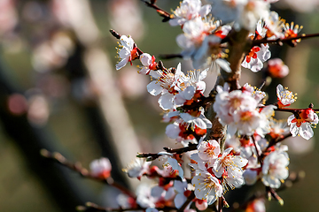 Image showing Apricot tree flowers in spring season.