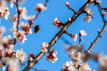 Image showing Apricot tree flowers in spring season.