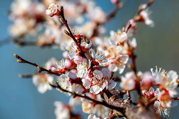 Image showing Apricot tree flowers in spring season.