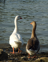 Image showing Geese Couple