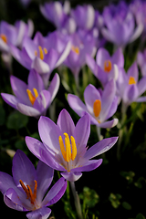 Image showing Crocus flower with purple petals in detail among many crocuses