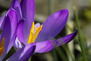 Image showing Pollen-laden orange stamen of a crocus flower 