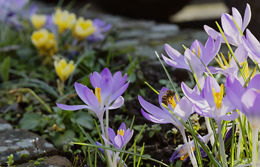 Image showing Honeybee gathers pollen from pale purple crocuses