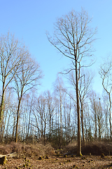 Image showing Tall, bare-branched trees in a coppiced clearing