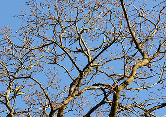 Image showing Great spotted woodpecker high among bare oak tree branches