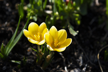 Image showing Two small yellow crocuses caught in sunlight