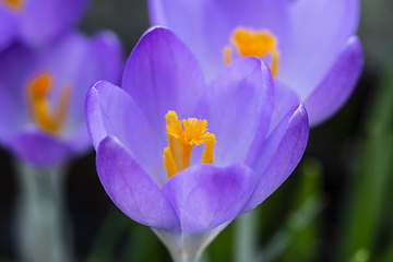 Image showing Deep orange stamen in centre of a purple crocus