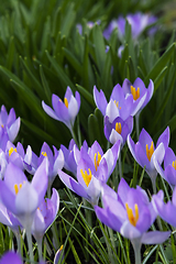 Image showing Purple crocuses open against deep green foliage