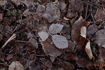 Image showing Ash leaves covered in frost on a bed of frozen dead leaves