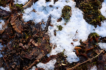 Image showing Melting snow and ice on a woodland floor