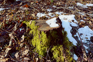 Image showing Tree stump in sunlight, with moss and melting snow