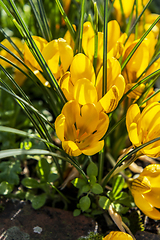 Image showing Yellow crocuses glowing in spring sunshine