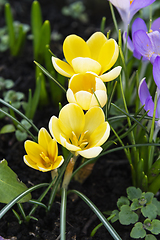 Image showing Delicate yellow crocuses blooming in a flower bed