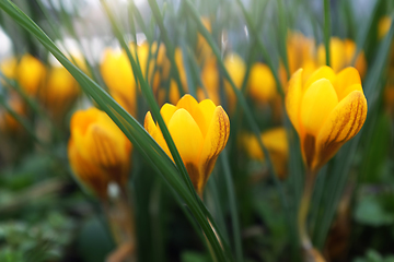 Image showing Low profile of yellow crocus flowers