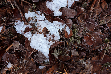 Image showing Patch of crystalline frosty ice among frost-bitten dead leaves