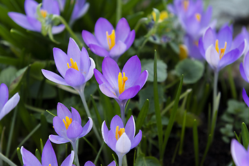 Image showing Purple crocuses with orange pollen-laden stamen 