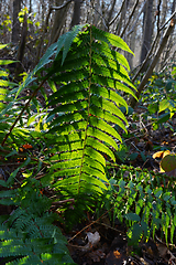 Image showing Bracken fern leaf, backlit by the sun in woodland