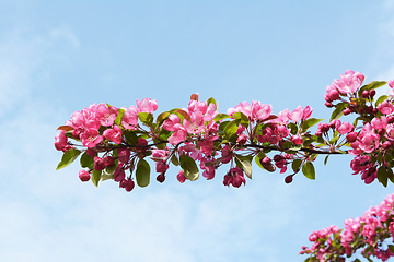 Image showing Branch of pink blossom flowers against a springtime blue sky