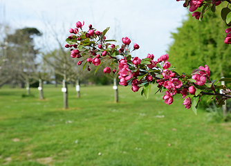 Image showing Malus crab apple blossom flowers in a small orchard