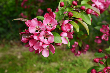 Image showing Beautiful deep pink blossom and fresh green leaves on a malus