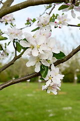 Image showing Cluster of white springtime blossom on an apple tree