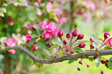 Image showing Spray of pink blossom buds on a crab apple tree